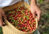 Charlestrong Group processes coffee from Timor-Leste in Macau