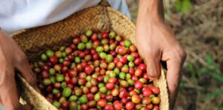 Charlestrong Group processes coffee from Timor-Leste in Macau