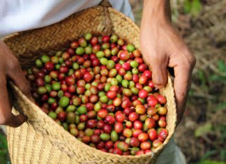 Charlestrong Group processes coffee from Timor-Leste in Macau