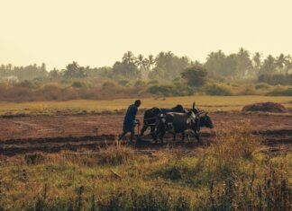 Apply for the SAIS Investment Readiness Program-Food & AgTech startups